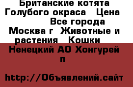 Британские котята Голубого окраса › Цена ­ 8 000 - Все города, Москва г. Животные и растения » Кошки   . Ненецкий АО,Хонгурей п.